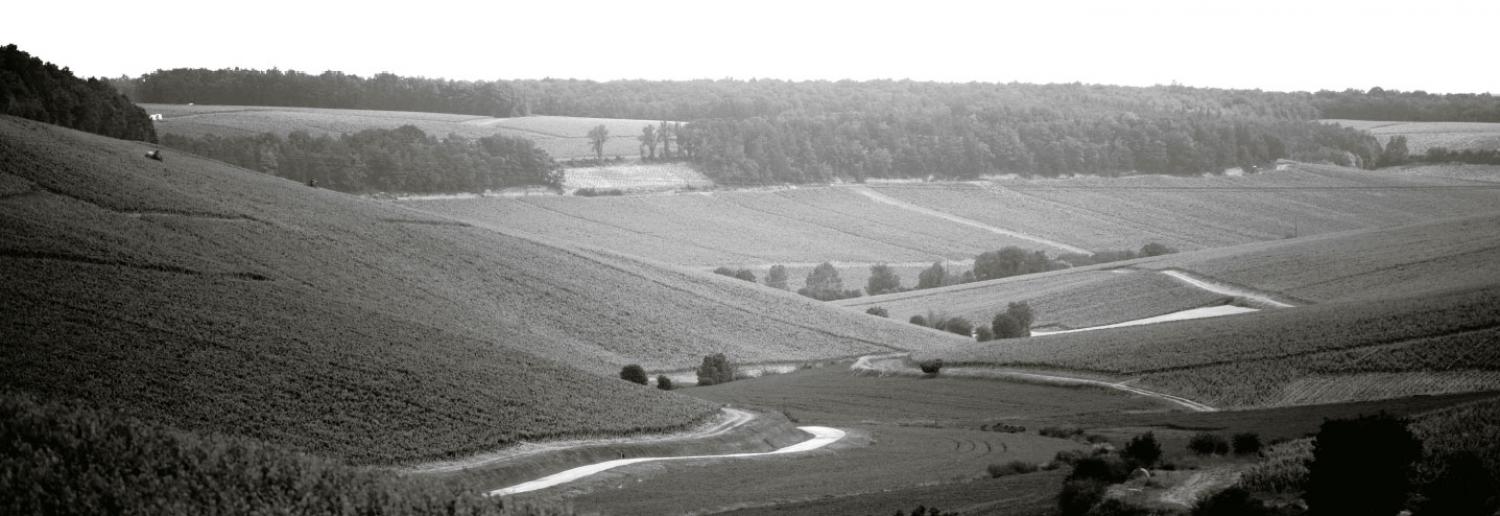 Les Vins Laroche