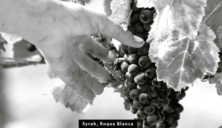 Syrah, Roqua Blanca